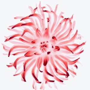 Meet your Posher, Rene